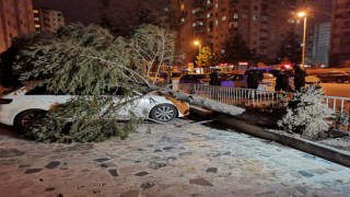 Şiddetli rüzgar çatıları uçurdu, ağaçları yerinden söktü