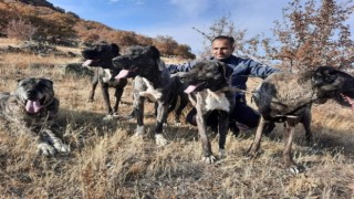 Tomarzanın Çapar Köpekleri büyük ilgi görüyor