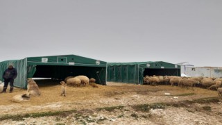 Yaylada mahsur kalan koyuncuların imdadına Kocasinan Belediyesi yetişti