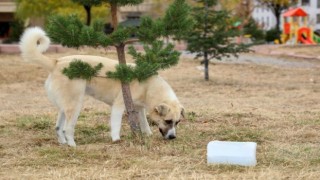 Saldırıya Uğrayan Köpek Doğal Ortamına Bırakıldı